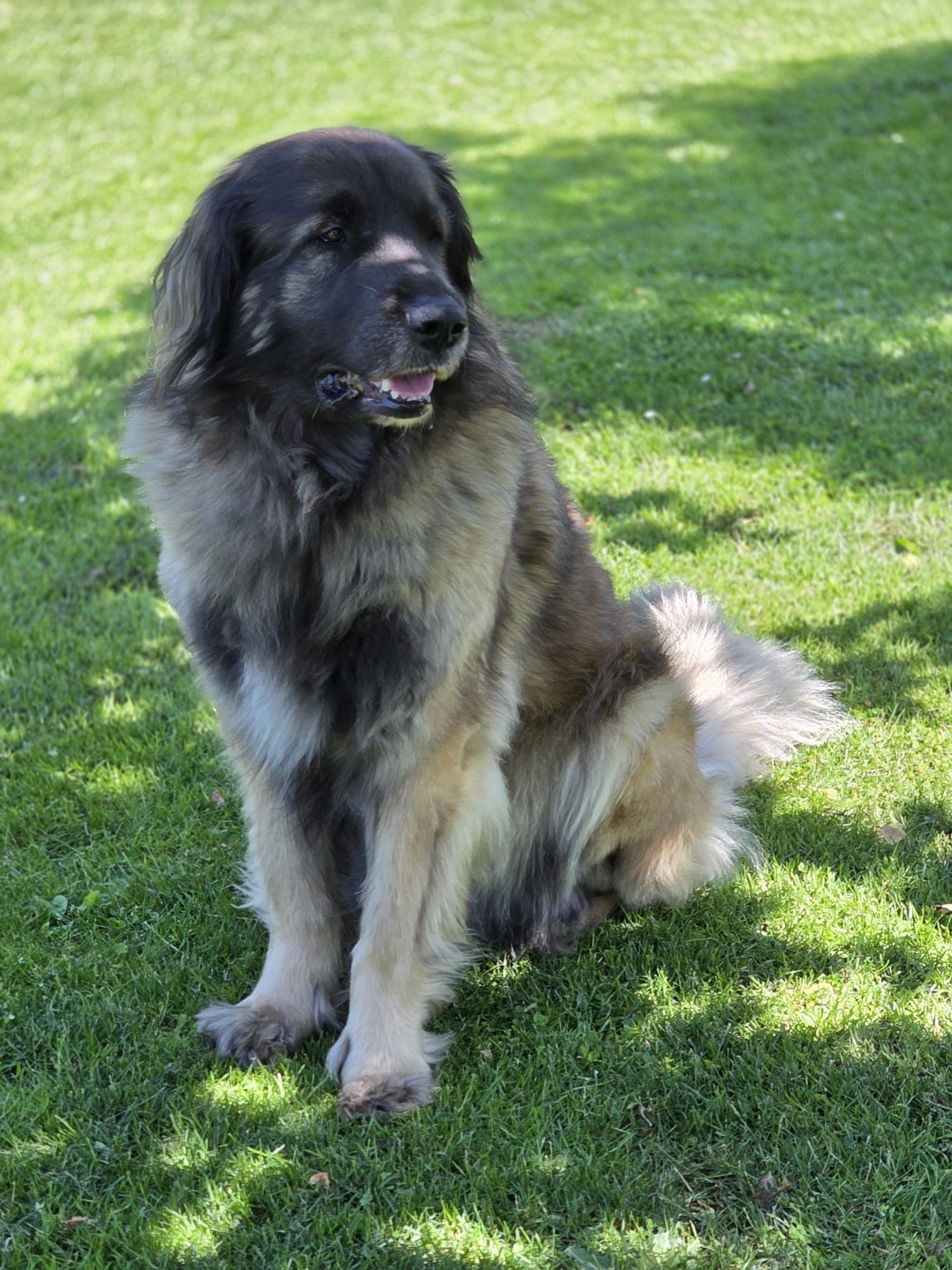 Alma von der Broocker Wohrte Leonberger Hündin Alma sitzt auf einer Wiese im Garten