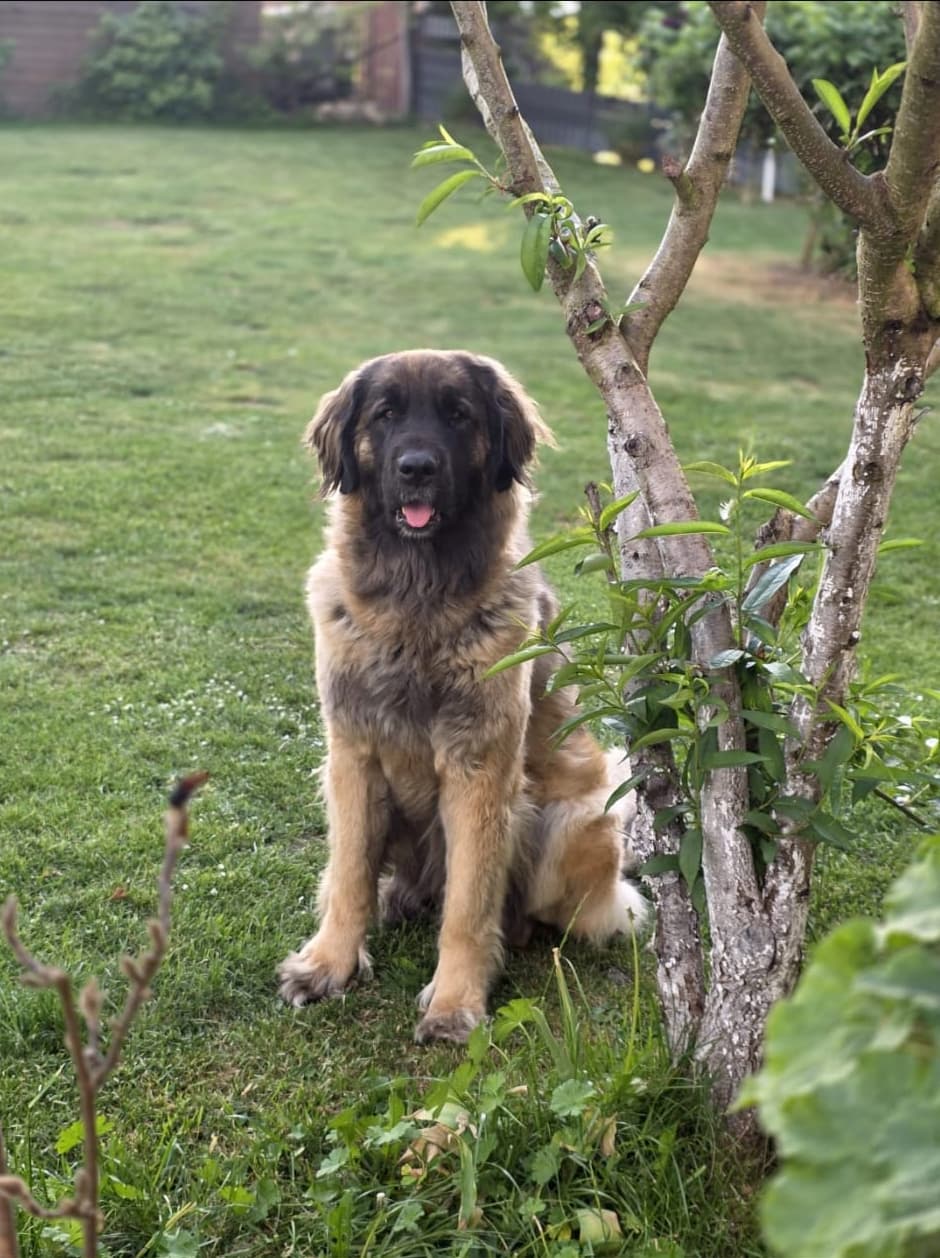 Leonberger Hündin Anka von der Broocker Wohrte sitzt im Garten neben einem Baum